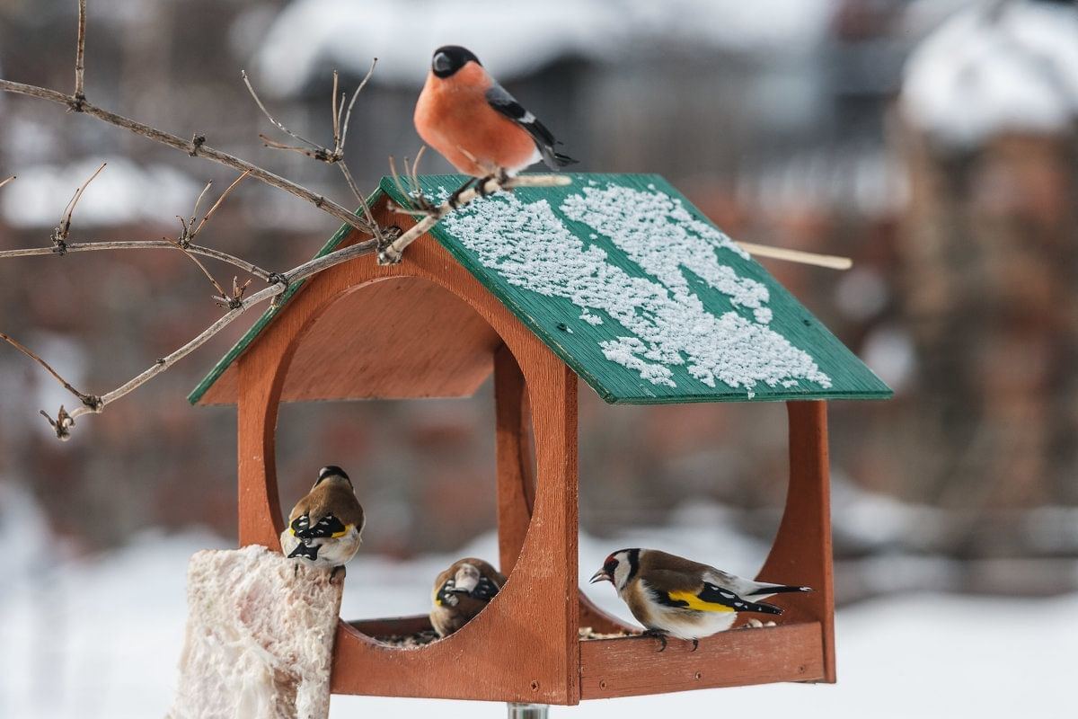  Покормите птиц зимой!